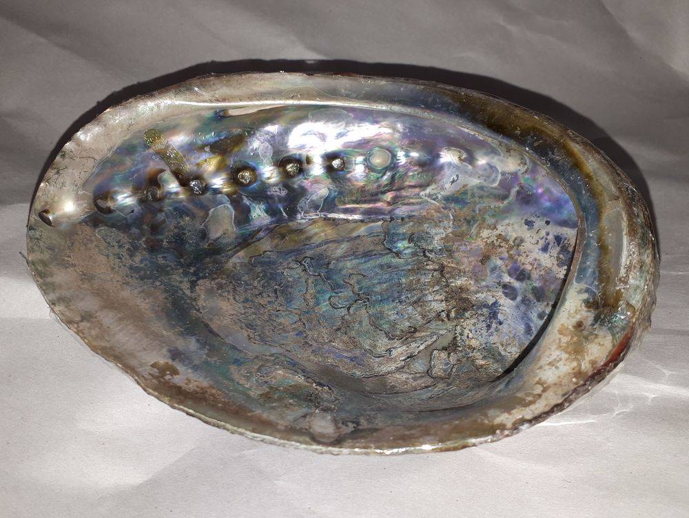 Abalone Shell 6-7